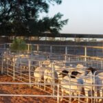 Ivanhoe Ram Sale