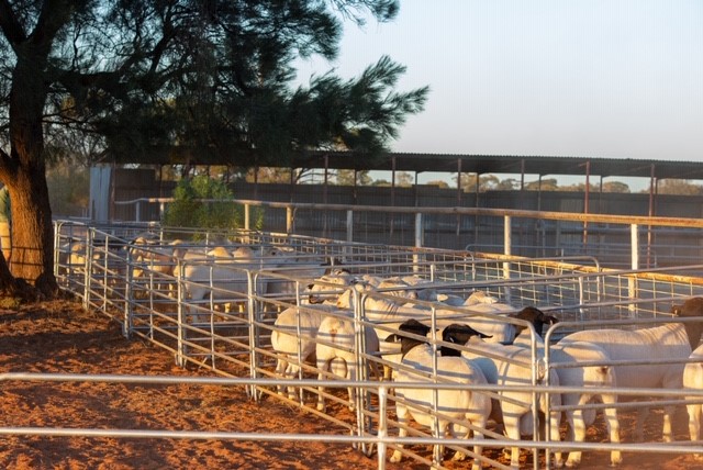 Ivanhoe Ram Sale