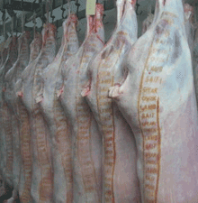 carcase Australian Dorper Meat