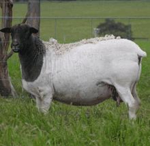 Dorper Sheep in Australia