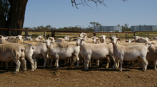 Australian White Dorper Flock