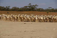 glen-esk2 Australian White Dorpers