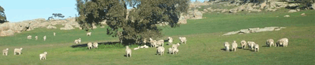 Australian Dorper and White Dorper sheep