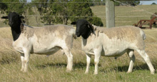 sidebar(2sheep) Dorper Sheep in Australia