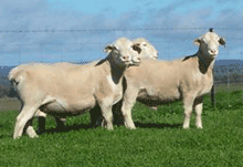 Australian White Dorpers