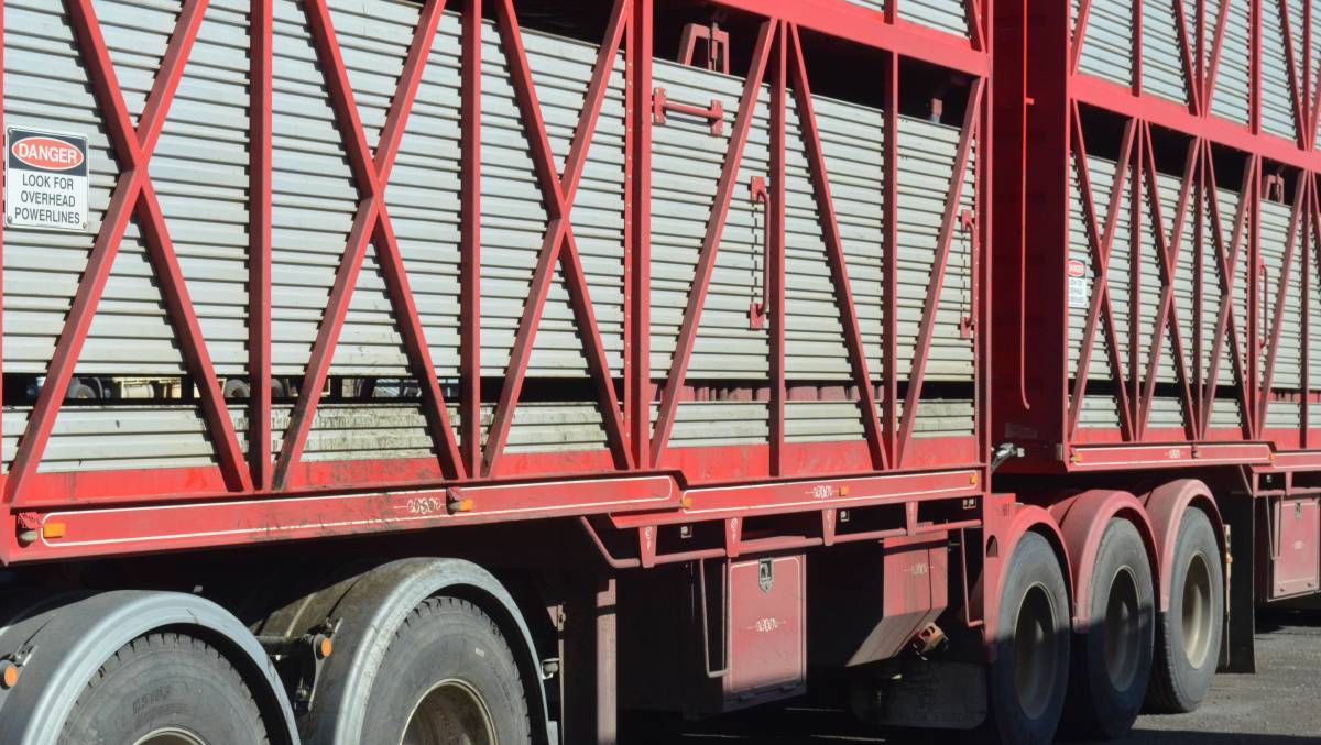 Tips for transporting livestock Australian Dorper & White Dorper