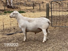 199202-Australis 199202-Australis
