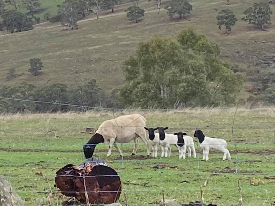 Annabel lambs Annabel lambs
