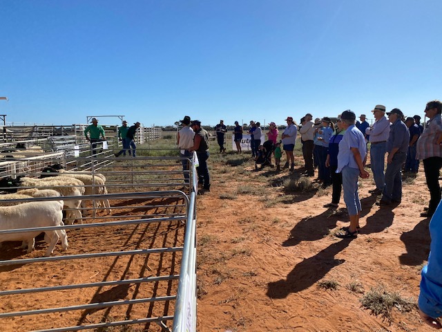 Ivanhoe Ram Sale Photo