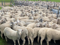 UWdohnesuckerlambs UltraWhite / Dohne sucker lambs