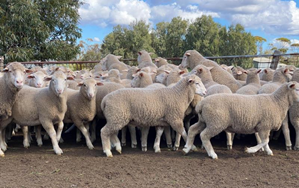 UltraWhite / Merino sucker lambs